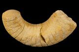 Ordovician, Nautiloid (Plectoceras) Fossil - Wisconsin #173935-1